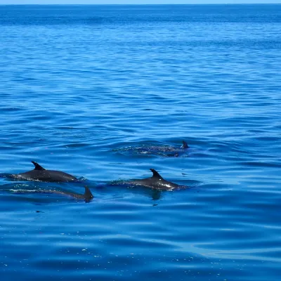 a dog swimming in a body of water