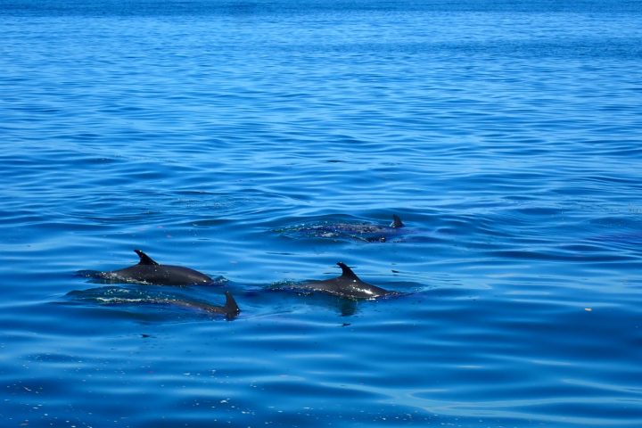 a dog swimming in a body of water