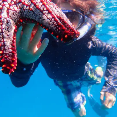 snorkeler with starfish