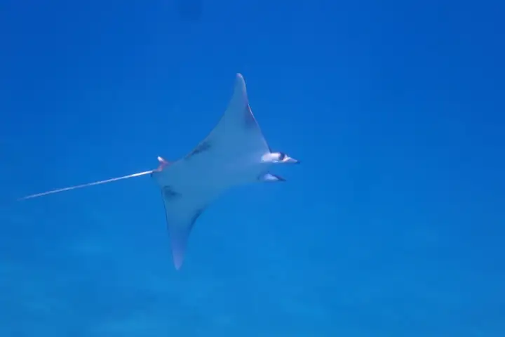 a fish in a clear blue sky