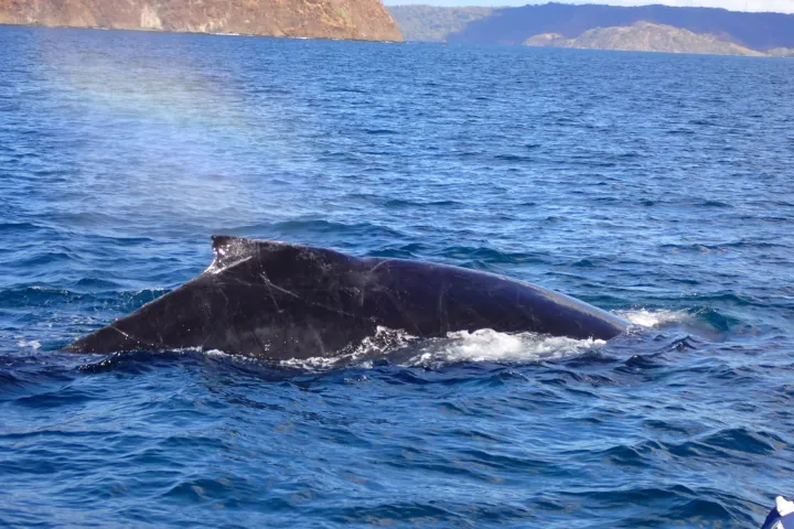 a whale swimming under water