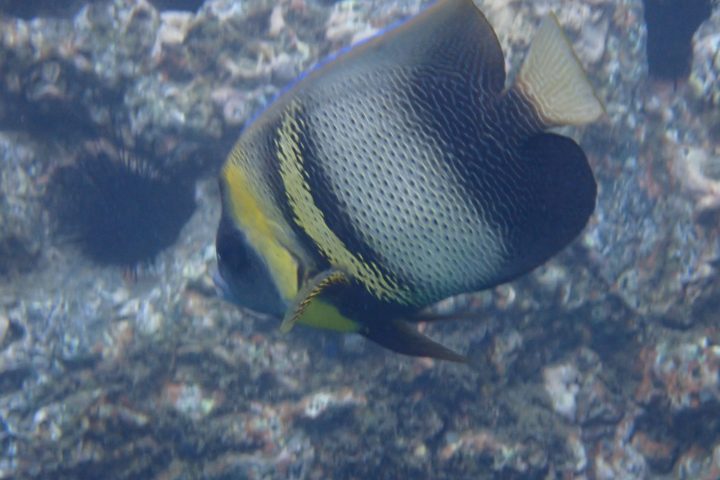 a close up of a fish