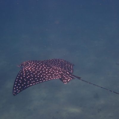 a fish swimming under water