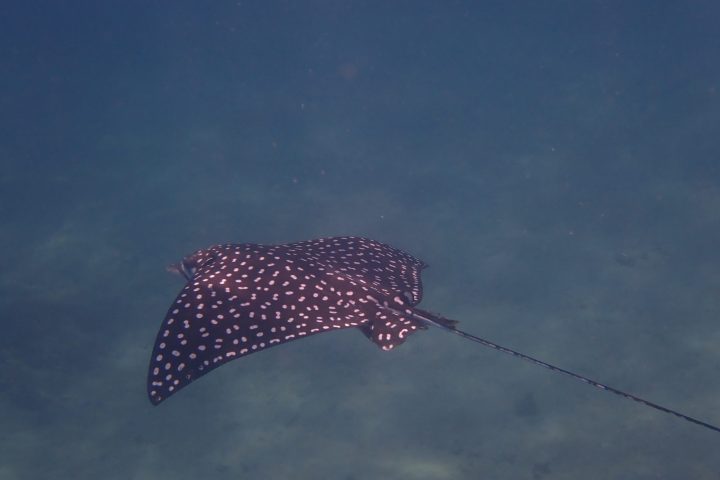 a fish swimming under water