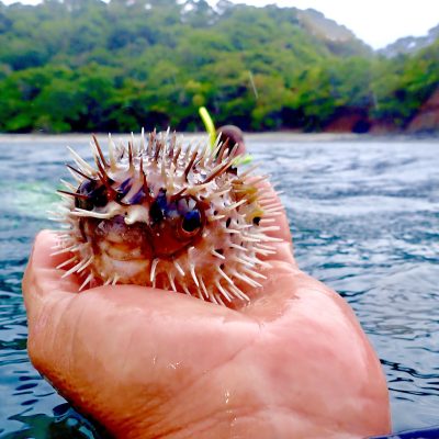 puffer fish