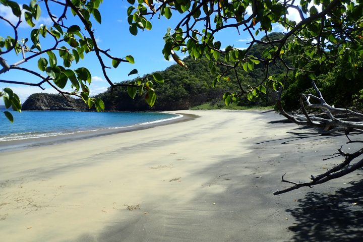 water next to a tree