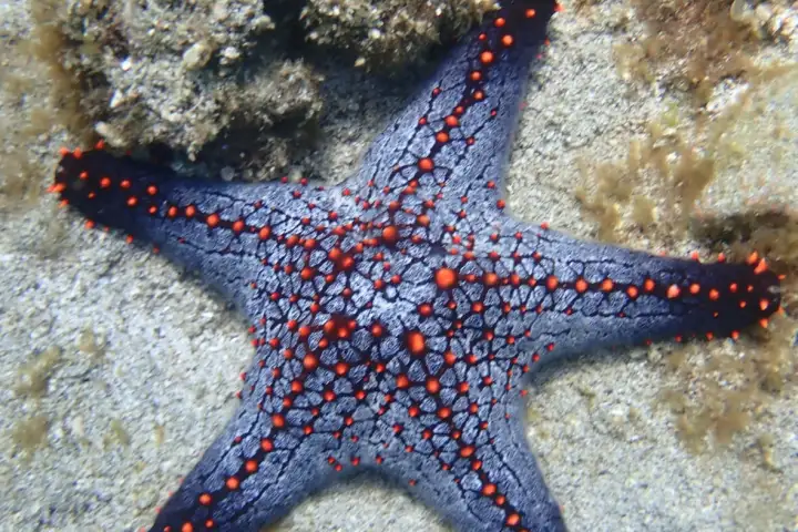 a close up of a starfish
