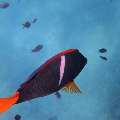 a fish swimming under water