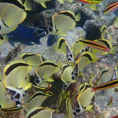 a group of colorful flowers