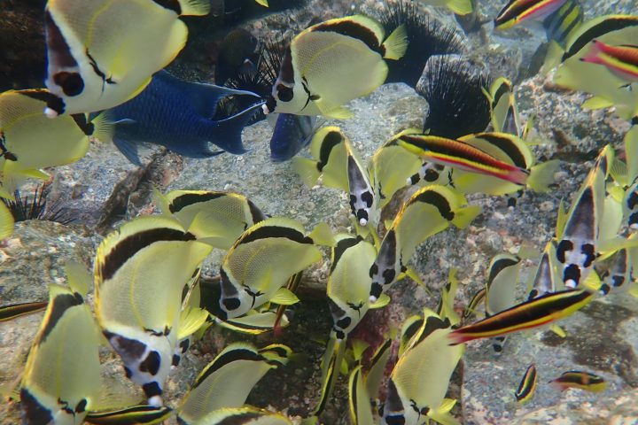a group of colorful flowers