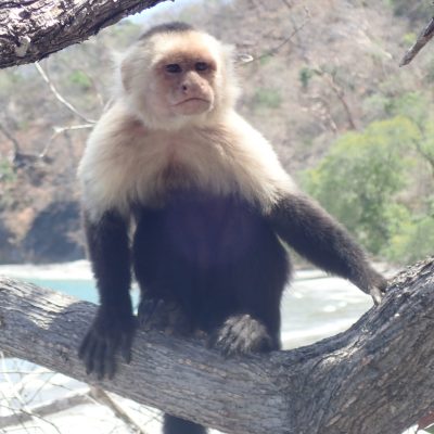 a monkey sitting on a branch