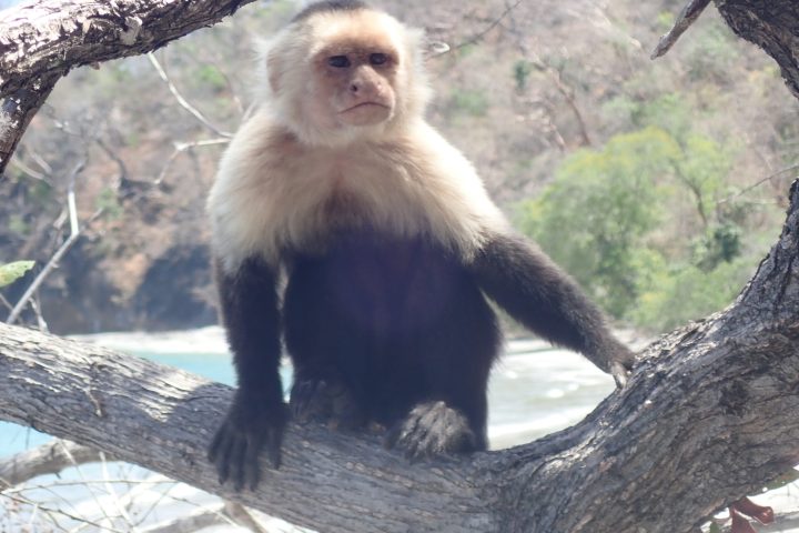 a monkey sitting on a branch