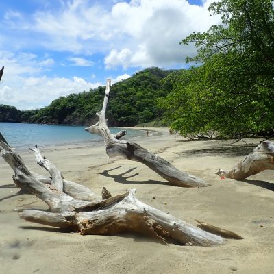 a tree next to a body of water
