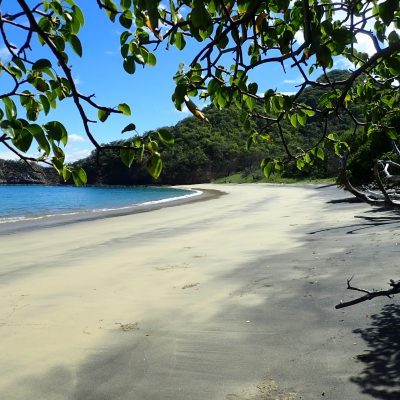 water next to a tree